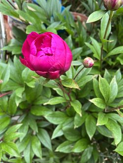  Blooming Fresh Peony