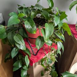 Beautiful Plants For Sale