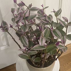 Tradescantia Nanouk In Ceramic Pot 6” 