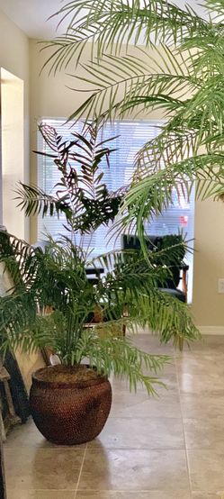 Silk Palm tree plant in wicker basket
