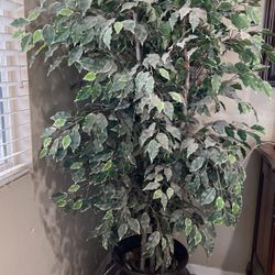 Indoor Artificial 10 Foot Tree