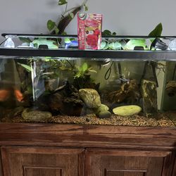 Fish Tank With Everything 