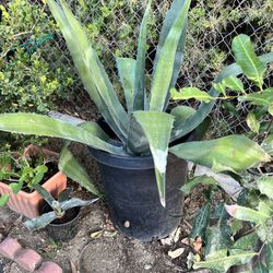 Blue Agave