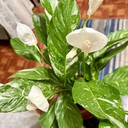 ♥️🌿Super Healthy BLOOMING 🌿variegated Peace Lilly🙏PLS Read Description♥️ 