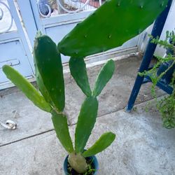 2.2 Ft Cactus
