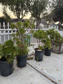 Aeonuium Succulent Plants