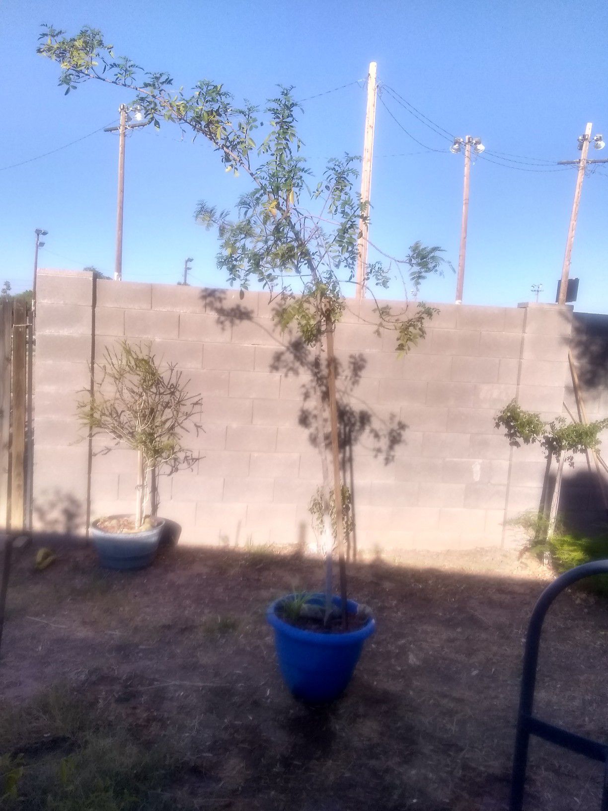 Large California Pepper 🌲 Tree