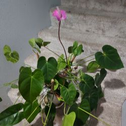 Beautiful Plant