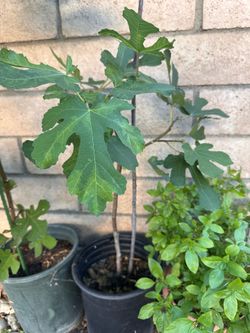 Fig tree