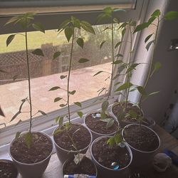 Chili De Árbol / Chili Trees