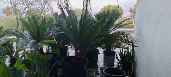 Palms