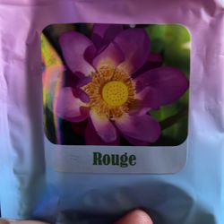 Water Lily’s Seedlings 