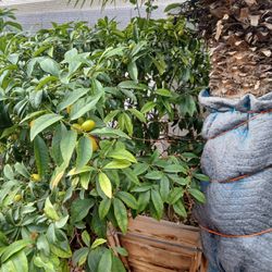 Citrus Trees/ Avocado Trees/ San Pedro Cactus In 2x2' Containers