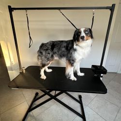 ROOMTEC 47 Inch Dog Grooming Table