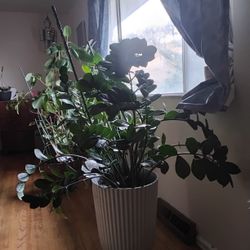 House Plants