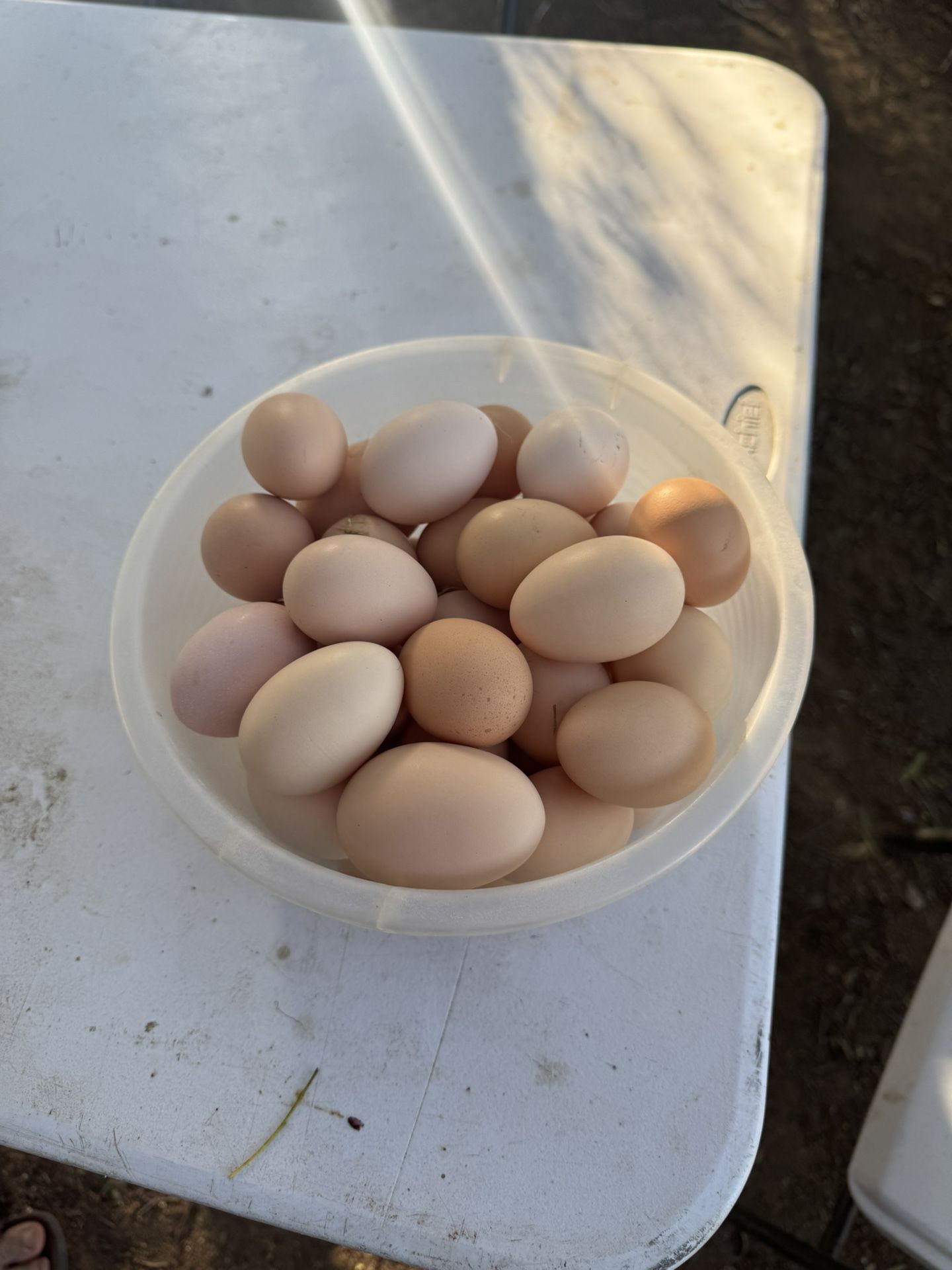 Farm Eggs