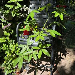 Money Tree Plant Fully Rooted 