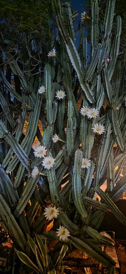 Peruvian  Apple Cactus