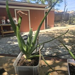 Aloe Vera PLANT,  Planta De Savila
