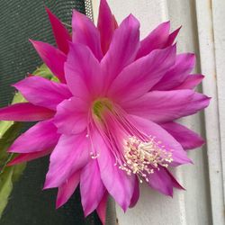 Epiphyllum Blooming Small Plant, In 6 Inch Pot Pick Up Only