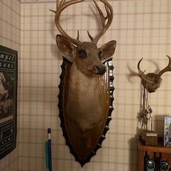 Taxidermy Bundle Deal *Make Any Reasonable Cash Offer*