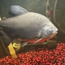 “🐟 Fresh Water Giant Fishes – Pacus, Oscar & Sun Catfish (Individually or All)”