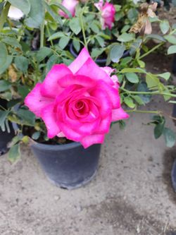 Alan nursery