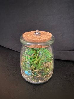 Small Terrarium Wild Growth
