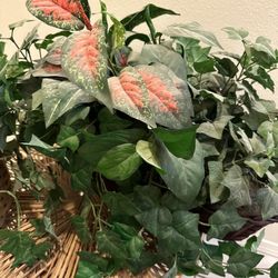 Plants