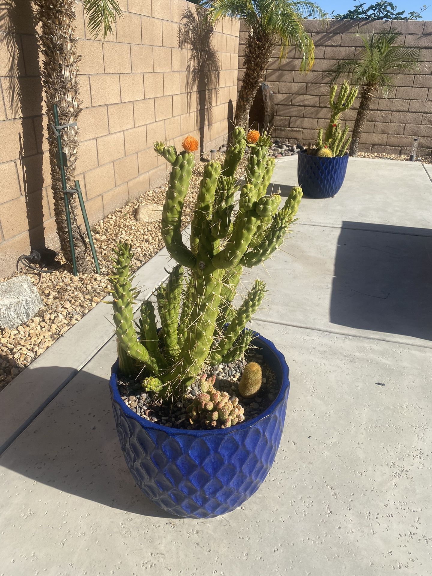Succulent Garden (2 Pots) Selling As A Set