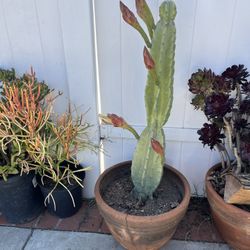 Cactus Blooming 