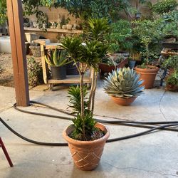 Indoor Plant Home Decor Beautiful Tall Leafy Green