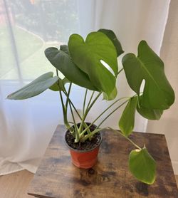 Monstera Live Plant In 6 Inch Pot