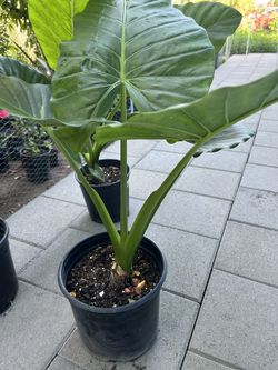 Alocasia/ Elephant ear plant