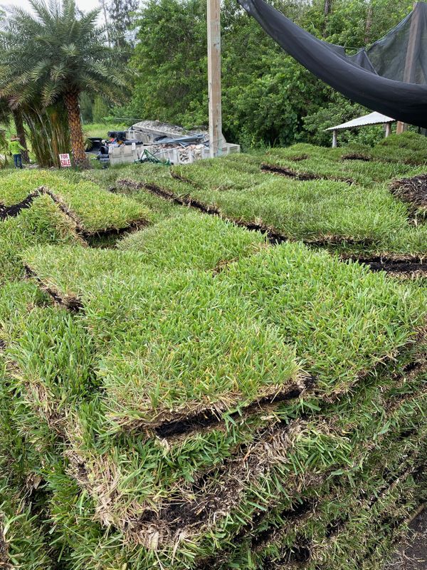 fresh-st-augustine-sod-for-sale-in-jupiter-fl-offerup