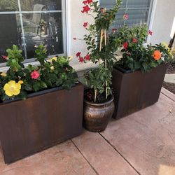 Planters For Sale with Established Plants 