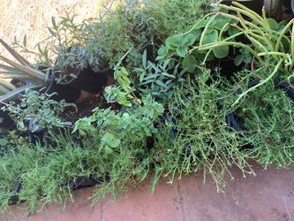 Moss Rose Fire Stick Basil Aloe Vera Plants