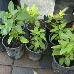 Blood sugar lowering plants in gallon pots $10 each