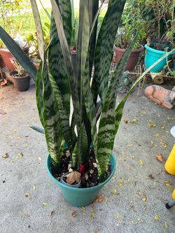 Planta