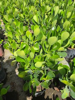 clusias podocarpus    instant privacy  Hedge  for fences