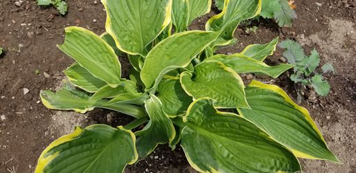 Beautiful hostas perennials perfect for indoor/outdoor 2 feet tall or more