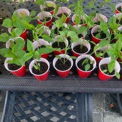 Pepper Plants 