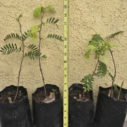 Tamarind Plants 