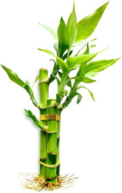 3 Stalks Lucky Bamboo Plants Indoor Live for Prosperity Easy Care Houseplant
