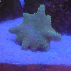 Aquarium Decoration Devils Hand