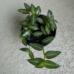 Tradescantia  Callisia Elegans  Plant 