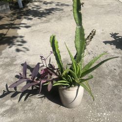 Cactus Plant With Aloe 