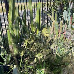 Cactus For Sale
