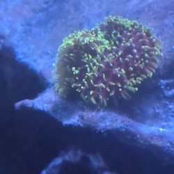 Ornamental Corals For Sale In Woodstock Georgia 