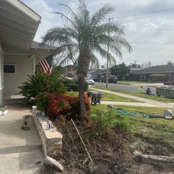 Palm Tree